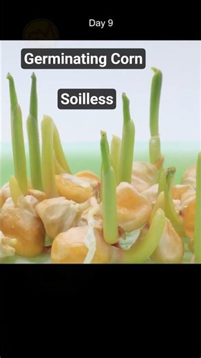Sweet corn germinating soilless #owngrownplants