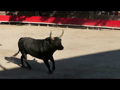 Fête de Marsillargues 2019 - Course de Taureaux Neufs - Le taureau de la manade Blanc