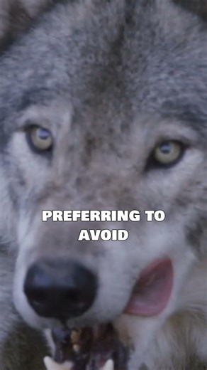 wolf aggression and pack dynamics#shorts
