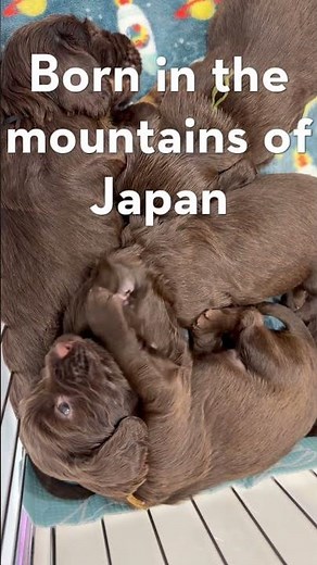 Meet Margo 🐾 | A Field Spaniel Puppy in the Japanese Mountains #fieldspaniel