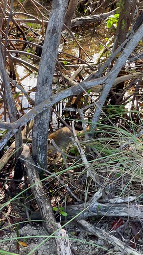 This is a baby Torch Key raccoon which is native to the Keys. They are smaller than main land raccoons and have reddish hair 🦝 #racoons #naturereels #mangroves #floridakeyslife #floridakeys | Key West Virtual Tours