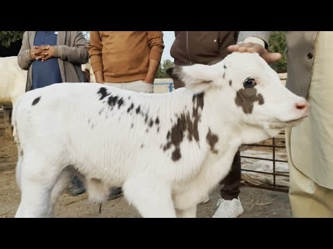 Rare Pink Nose Bachri Dekh Kar Sab Hairan 😲 | Master Liaqat Cow Breeding