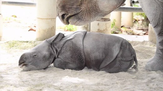 1.6M views · 44K reactions | BABY ON BOARD! 憐 Zoo Miami has welcomed...