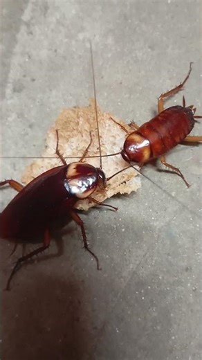 Cockroaches are also eating together.