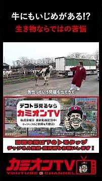 [Cattle Truck Close-Up] Bullying Among Cows!? The Struggles and Ingenuity of Working with Living ...