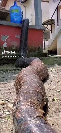 Giant visitor🫣😱🐍#snake #animal #snakesoftiktok #giant #giantsname #anakonda #woow