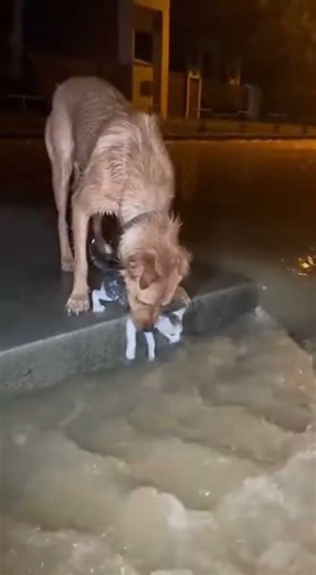 Dog Heroically Saves Kitten from Flood #DogRescue #AnimalLove #HeroicPals