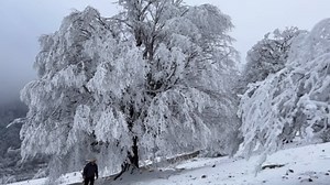 Whole Lamb Roasted Over Fire for 4 Hours