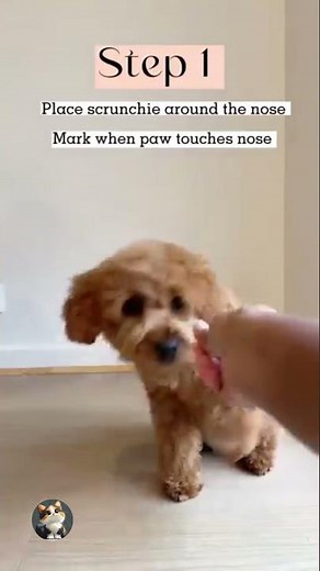 Can Your Dog Learn This Cute Trick?