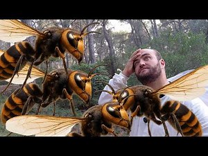 Season 1 Episode 20: WE TEST THE STRAWBERRY NET #hornets #asianhornets