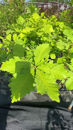 TriStarPlants on TikTok