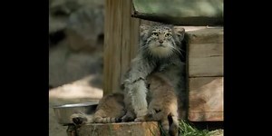 Six manuls sont nés au zoo de Novossibirsk