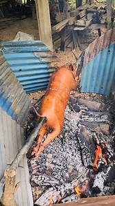 Karancho's Native pig litson #sibayislandcowboy #KARANCHO #islandlife #nativepigfarming #Nativepig #nativePigLitson | Ruben Janairo