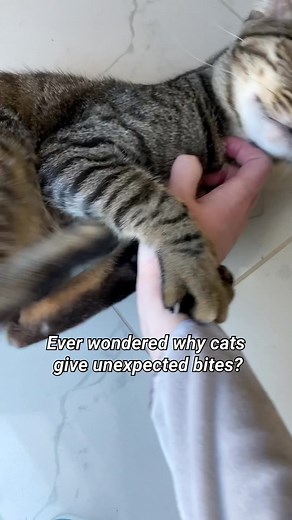 Understanding Why Cats Bite: A Guide for Cat Parents