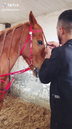 #خيل_عربي_اصيل #خيل_وخياله🐎 #عشاق #الخيل #ابو_خلف_كعابنهـ🖤 #كعابنه_عزازمه_قديرات_ظلام_رشايده_جبيرات_ #