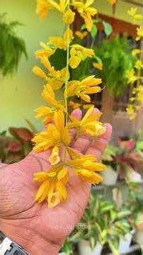 An amazing creeper plant that flowers 365 days a year..! GOLDEN CASCADE #creeperplant #climber #k...