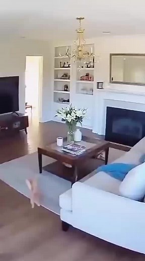 Hilarious Cat Compilation That Will Make You Laugh