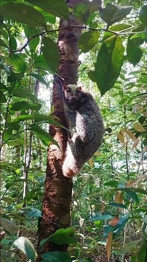 The Mysterious Sunda Flying Lemur