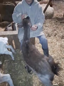 Laat mij maar schuiven mensen. Ik weet wat ik doe. Ik heb zo gruwelijk veel dierenleed gezien en dat leed stopt als ze onder mijn vleugels komen. Dan krijgen ze een kans, soms wel meer dan dat. En altijd krijgen ze recht op leven. Heb een beetje vertrouwen. We zijn niet beter of belangrijker dan dieren. Ze doen ertoe. Net als jij en ik. Liefs. #SpecialNeedsFamily #love #vegan #veganfortheanimals #stopanimalcruelty #respectlife #youarenotalone | Norma Miedema