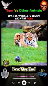 1K views · 106 reactions | Tiger Vs Other Animals 勞 | IG Reporter Official | Facebook