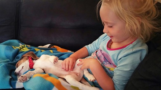 Beagle Puppy Crying Because She Wants Attention from Little Girl
