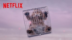 Lorsqu’un chien et un chat se retrouvent embarqués dans un voyage déjanté à travers l’Amérique, leurs maîtres que tout oppose, vont devoir travailler main dans la main. Le film CHIEN ET CHAT, c’est dispo. | Netflix