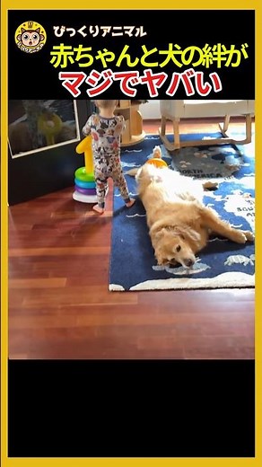[Heartwarming] A Baby's Best Friend #GoldenRetriever #AngelDog #shorts