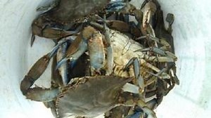 Blue crab population in Va., Md. drops, report says
