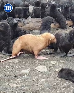 39K views · 867 reactions | Being unique certainly helps you to stand out! 玲 | Daily Mail Video | Facebook