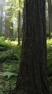 24K views · 1.9K reactions | Redwood National and State Parks, California. | Mitch Crispe | Facebook