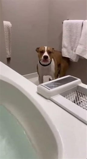 Dog Tricks Cat Into an Unplanned Bath#viral #cat #crazy #dog