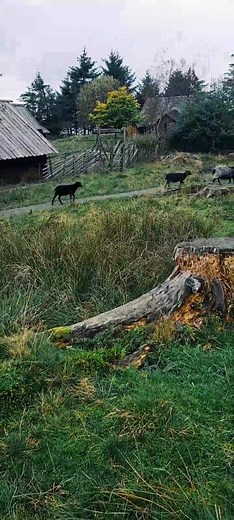 Viking farm in Avaldsnes where King Harald Finehair lived parts of his life 🇧🇻⚔ #norge #norway #viking #norsemythology