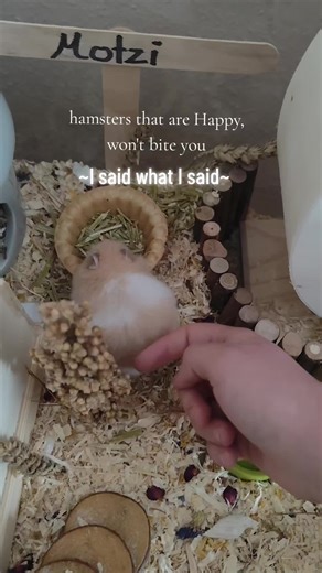 Hamsters That Are Happy and Safe with You