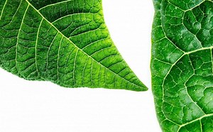 Fotosíntesis: Proceso Clave para la Vida y el Equilibrio Ambiental