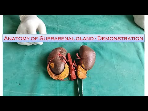 Anatomy of Suprarenal gland - Demonstration - Simplified and made easy for beginners
