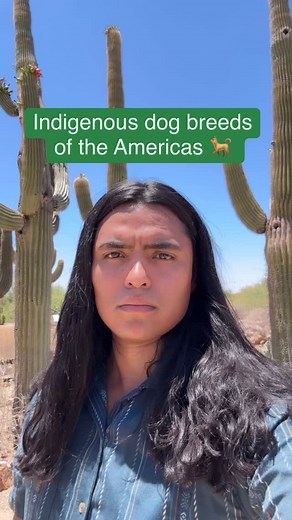 6.1M views · 112K reactions | Indigenous Dog Breeds of the Americas...