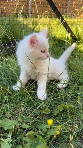 Chunky boy 🍼🐱 #kitten #kittens #kitty #cat #kedi #cute #adorable