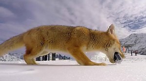 FOX STEALS #GOPRO One of the coolest things about the 2015 season at Ski Portillo Chile was getting to see this local "Zorro" every day. I thought I'd try and film him one morning, and low and behold the sneaky devil stole my camera! #Hero4Session Jukin Media Verified (Original) * For licensing / permission to use: Contact - licensing(at)jukinmediadotcom | Chris Davenport