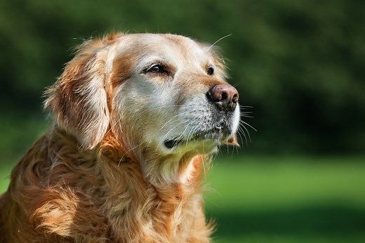 What you need to know about incontinence in older dogs