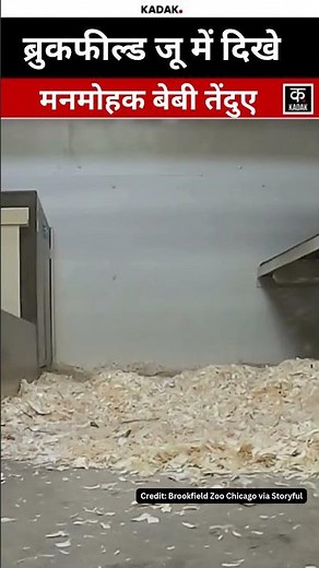 America: Adorable Baby Leopards Spotted At Brookfield Zoo | #shorts