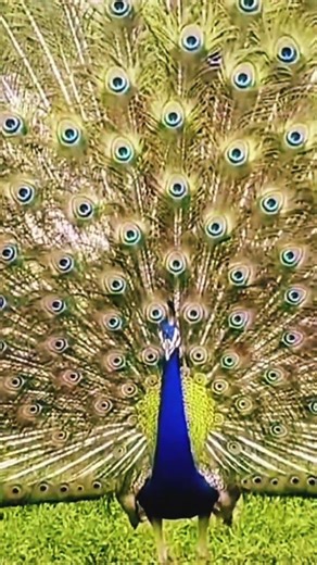 Original video Peacock Goes FULL DISPLAY | Nature’s Most Hypnotic Dance, Real Nature Sound. #birds