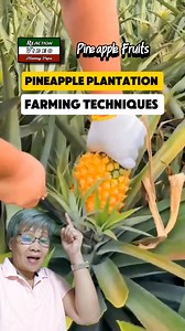 Pineapple Farming Techniques #highlight #pineapple #farming #technique #fbreels #reaction #follower #followme | Efigenia Lustre