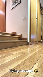 147K views · 2.7K reactions | - Courtesy of @nathalieboubennec2 via TT-IG - Check their awesome page & give them a follow DM for credit or removal request (no copyright intended) All rights and credits reserved to the respective owner(s)•••#dachshund #dachshundpuppy | Dachshund Lover | Facebook