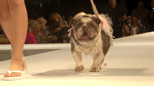 Fashion, philanthropy and furry friends take over Mar-a-Lago for dog fundraiser
