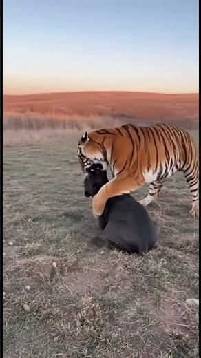 DAU DOG vs TIGER 🐅 | Real Fight Caught on Camera | Epic Animal Battle 2025
