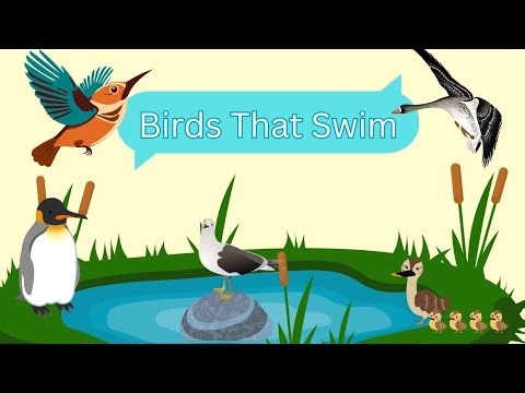 Birds That Swim | Bird Names for KIDS!