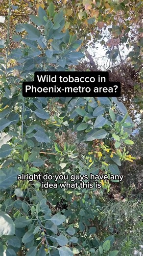 Identifying Toxic Plants in Phoenix Area