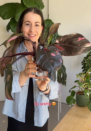 Pink Princess Philodendron Propagation Tutorial