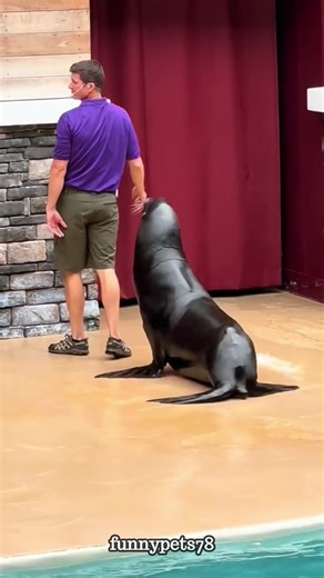 Funny Moments of Sea Lions: Cute Animal Videos