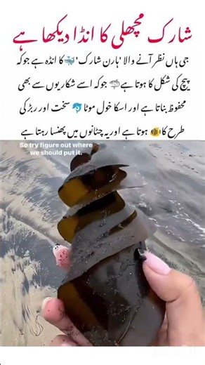 Meet The Horn Shark 🦈 #shark #naturefacts #naturelovers #wildlife #nature #shorts
